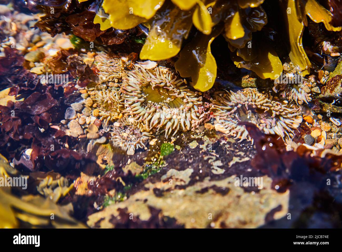 Gezeitentool mit kleiner Anemone Stockfoto