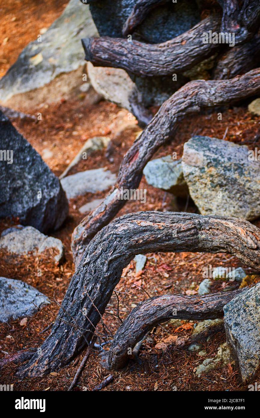 Schichten von enthüllten Baumwurzeln durch Schmutz und Felsbrocken Stockfoto
