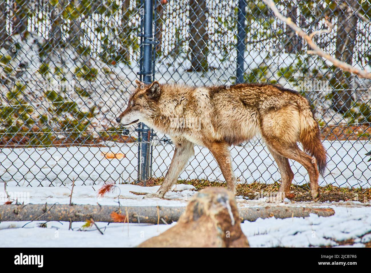 Einsamer Wolf im Winter im Entdeckungszentrum Stockfoto