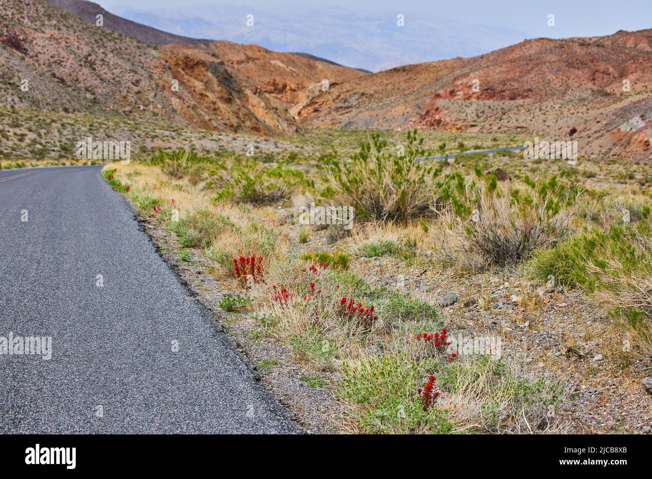 Rote Blumen am Straßenrand in der Wüste neben den Bergen Stockfoto