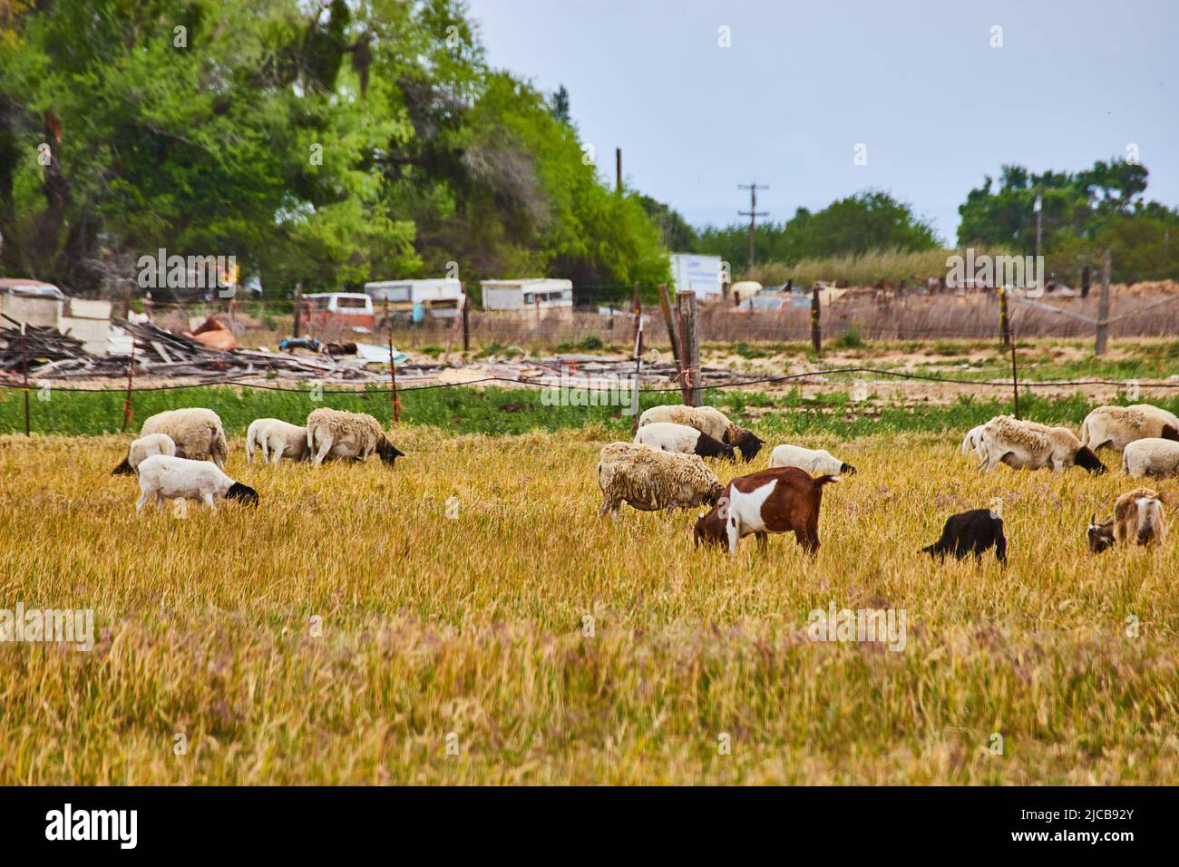 Schaffarm in Kalifornien mit farbenfroher Wolle Stockfoto