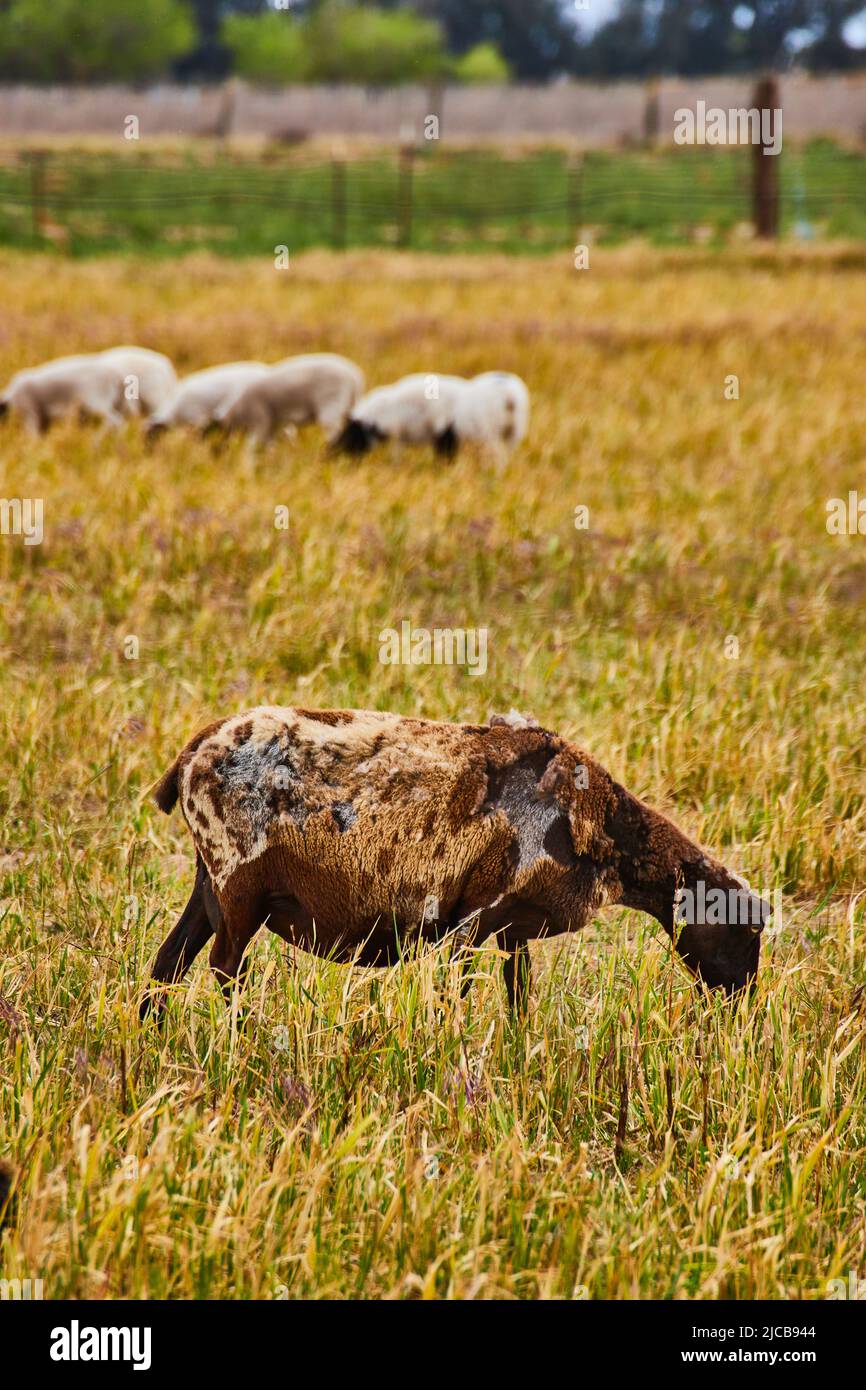Gefleckte dunkelbraune Schafe in Farm von Kalifornien Stockfoto