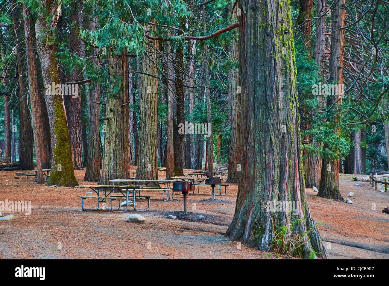 Parktische umgeben von riesigen Pinien und mit Nadeln bedeckter Boden Stockfoto