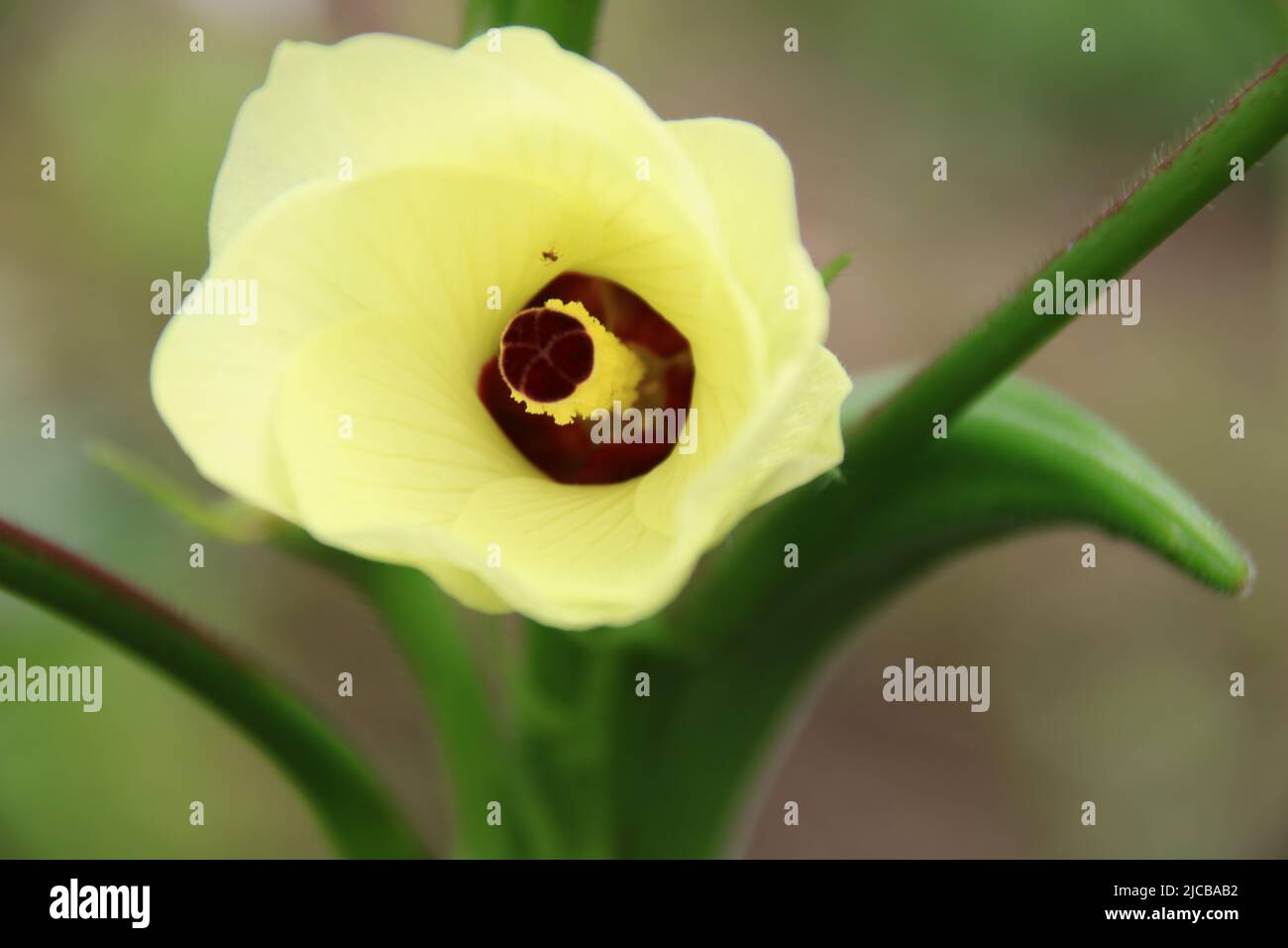 Okra-Blume Stockfoto