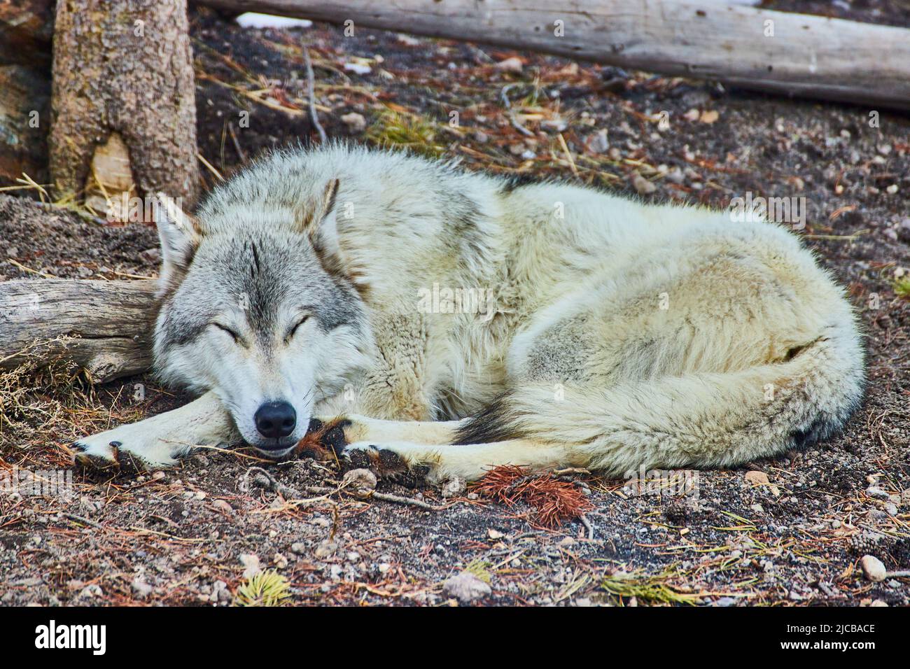Einsamer grauer Wolf, der ein Nickerchen auf dem Boden macht Stockfoto