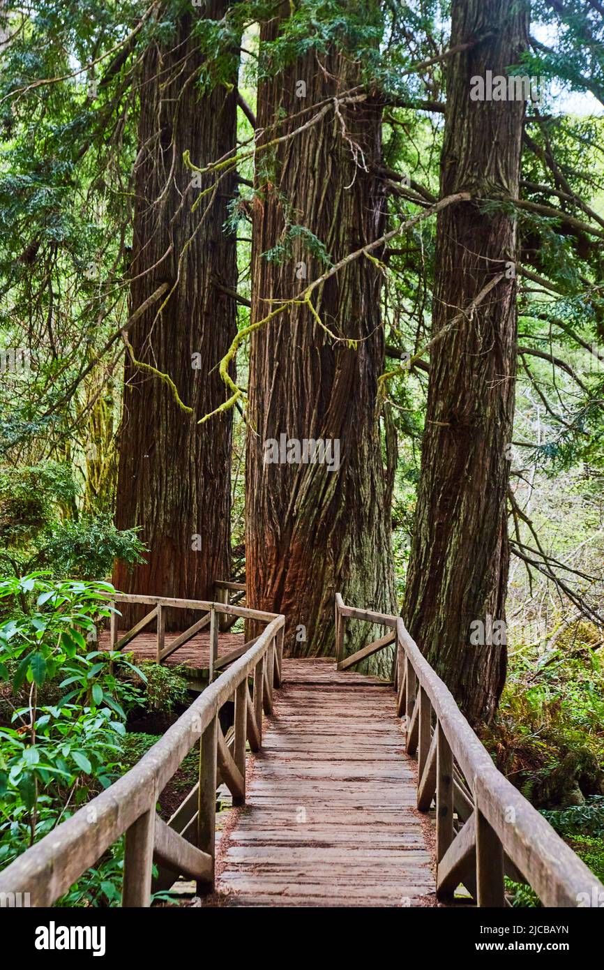 Redwood Bäume in Holz Boardwalk Brücke geschnitten Stockfoto