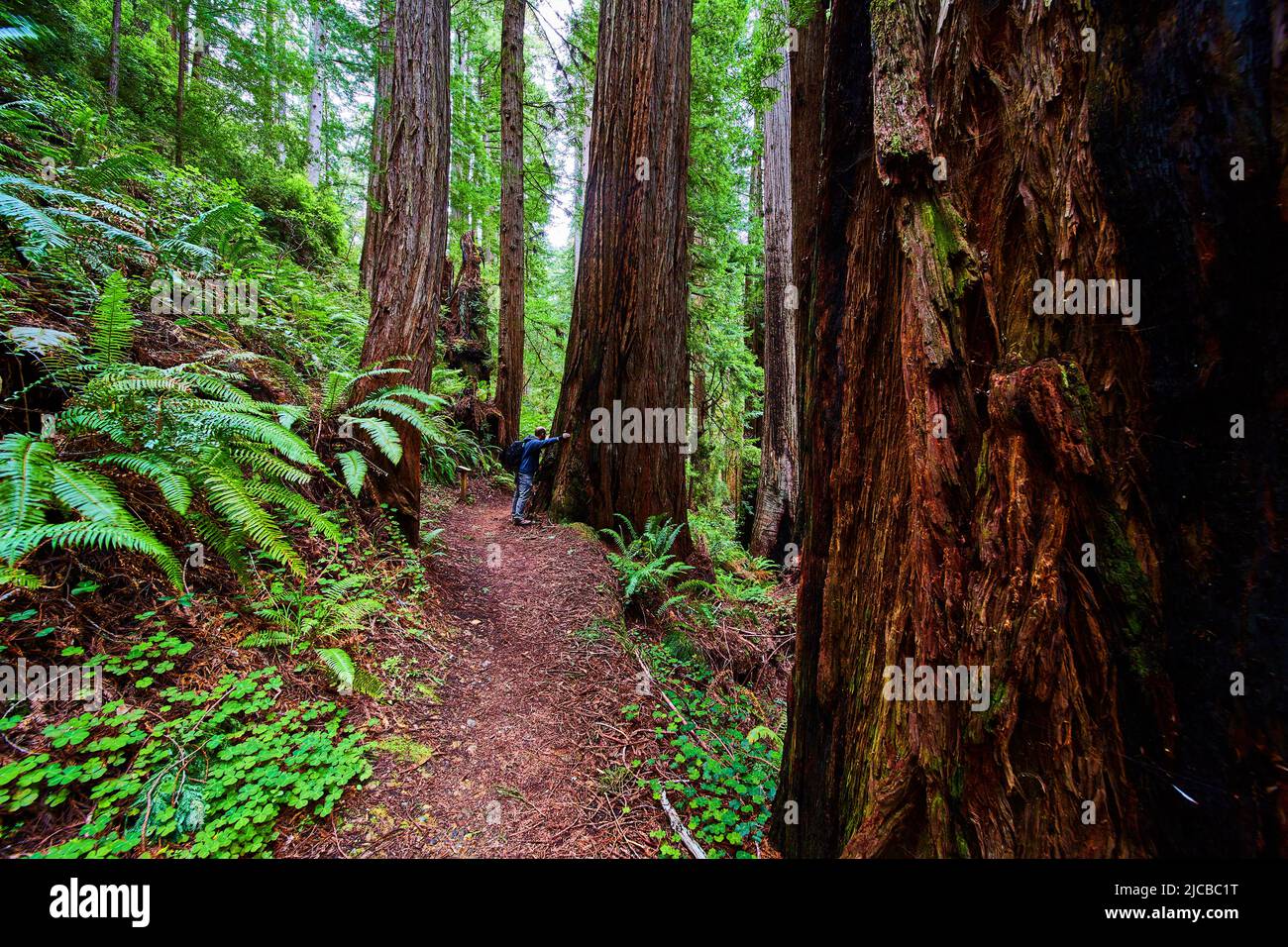 Mann neben Redwood Tree auf dem Wanderweg für Maßstab Stockfoto