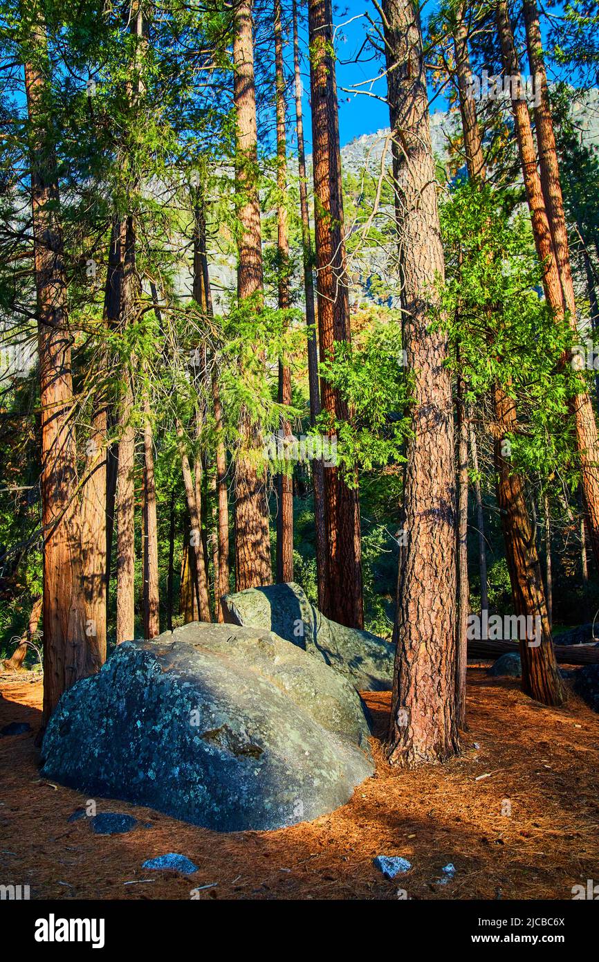 Piniennadel bedeckter Waldboden mit Felsbrocken und großen Pinien Stockfoto