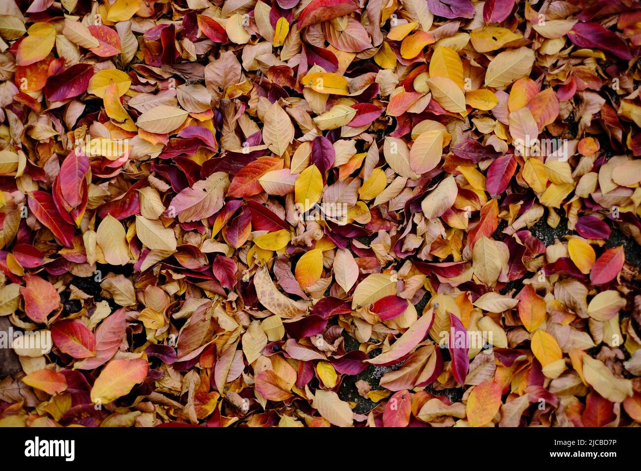 Überreichlich fruchtbare Herbstblätter in satten, tiefen, lebendigen Farbtönen. Stockfoto