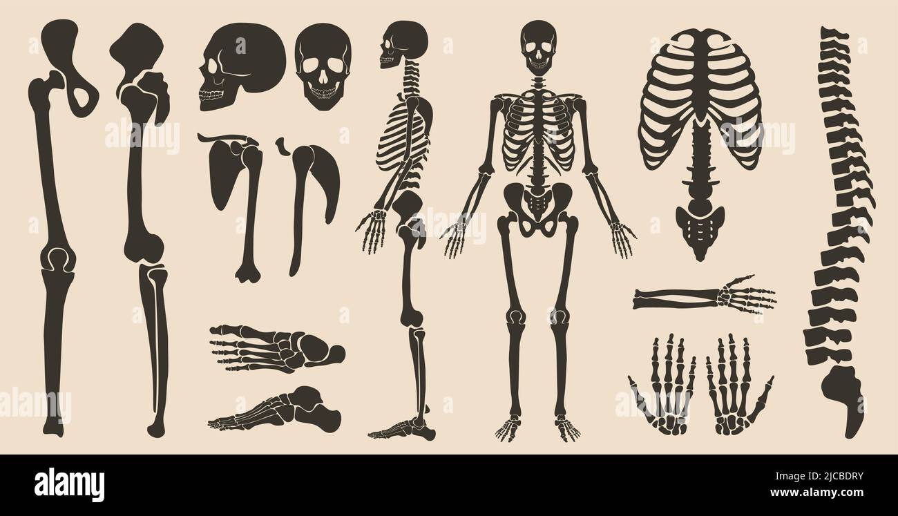 Menschliche Knochen Skelett Anatomie Silhouette Sammlung Set. Hochwertiges detailliertes Vektorgrafikset Stock Vektor