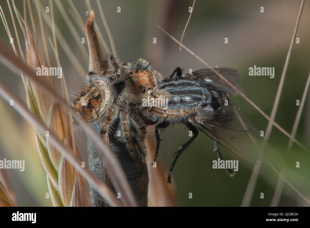 Makro einer Hairy Tufted Jumping Spider (Phidippus comatus), die in der San Francisco Bay Region in Kalifornien eine Fliege so groß wie sich selbst gefangen hat. Stockfoto