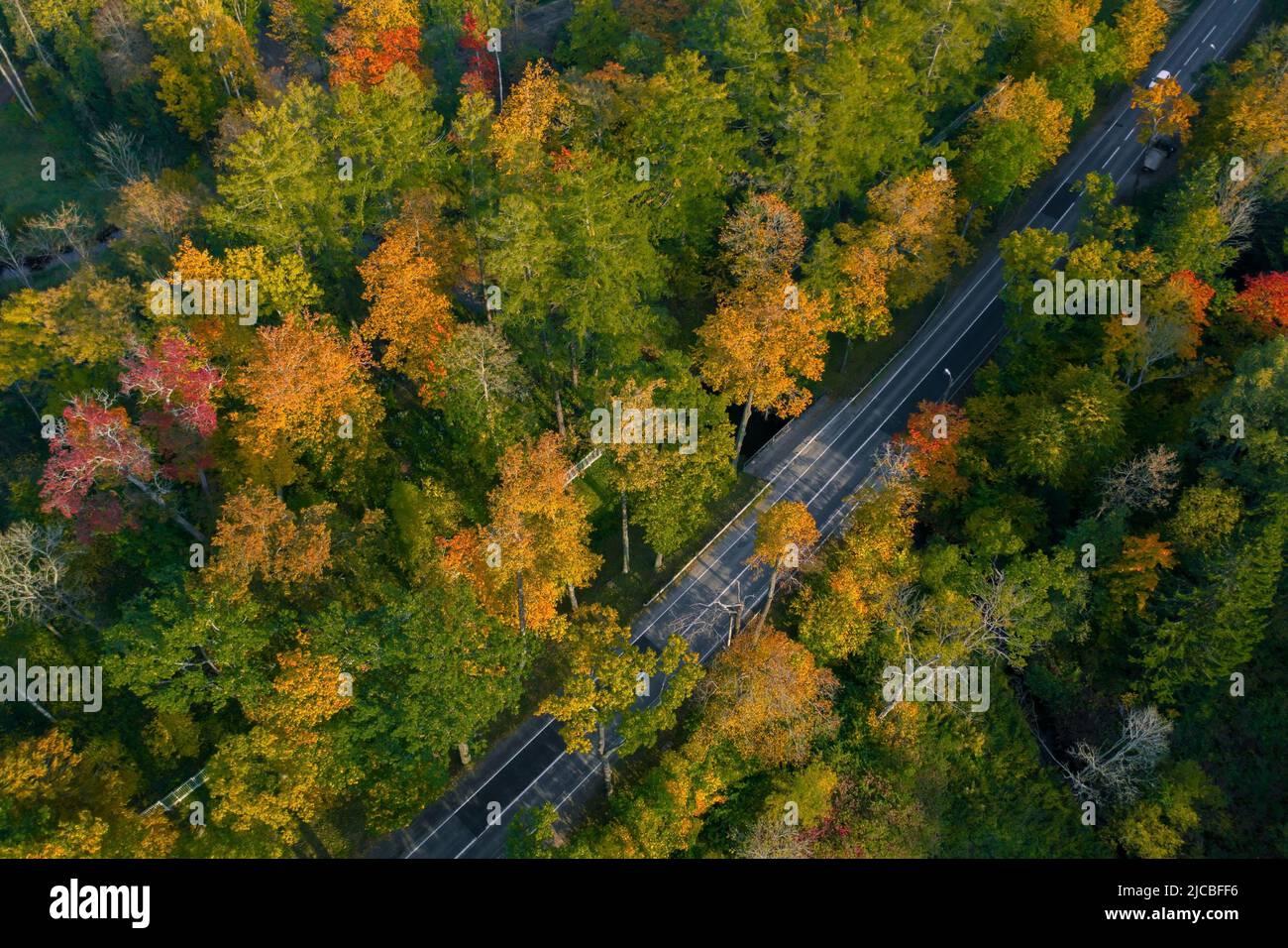 Draufsicht auf kurvige Straße, die durch den hellen Herbstwald führt Stockfoto