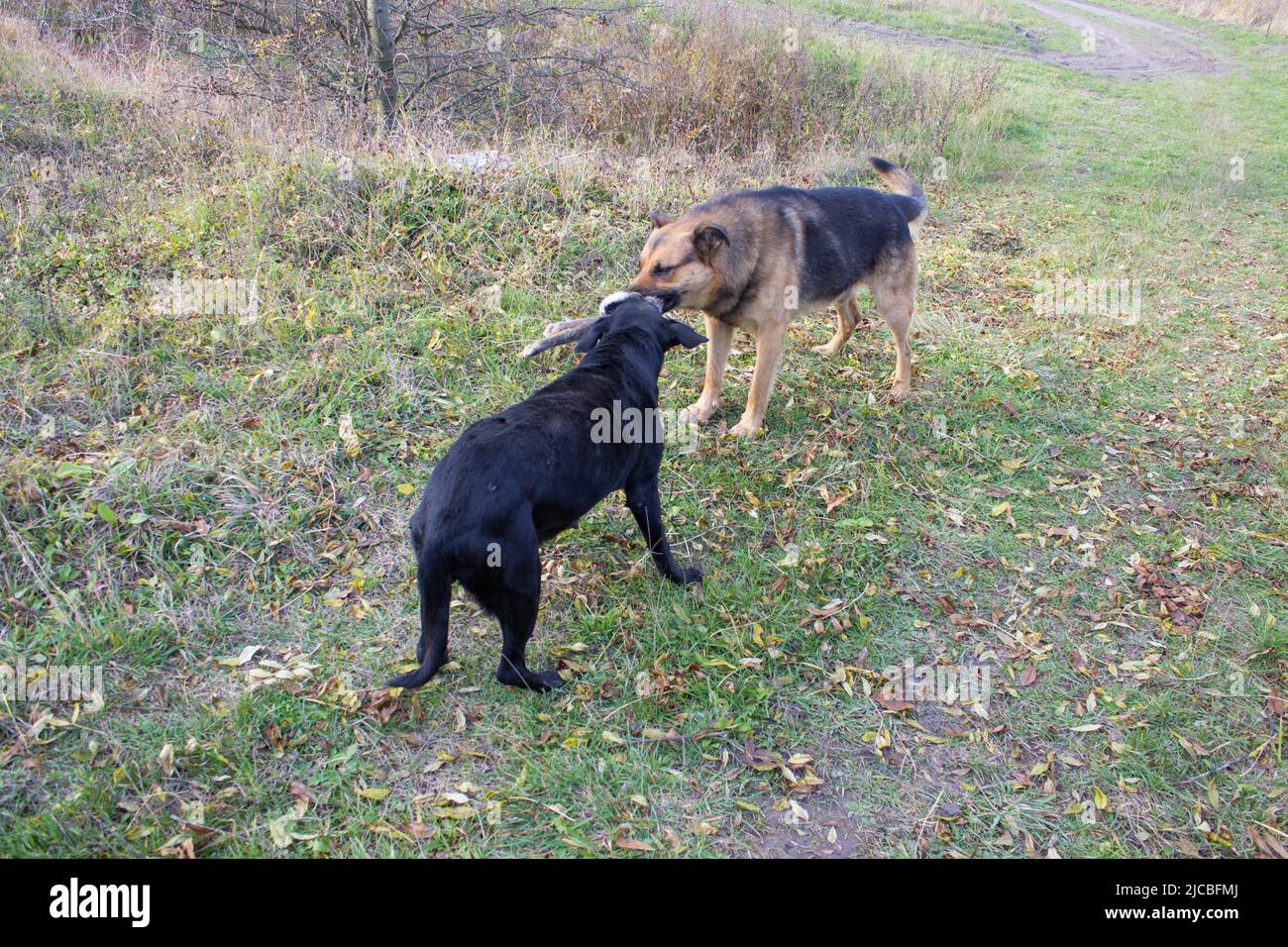 Hungrige Hunde ziehen ein Kaninchen in die Zähne Stockfoto