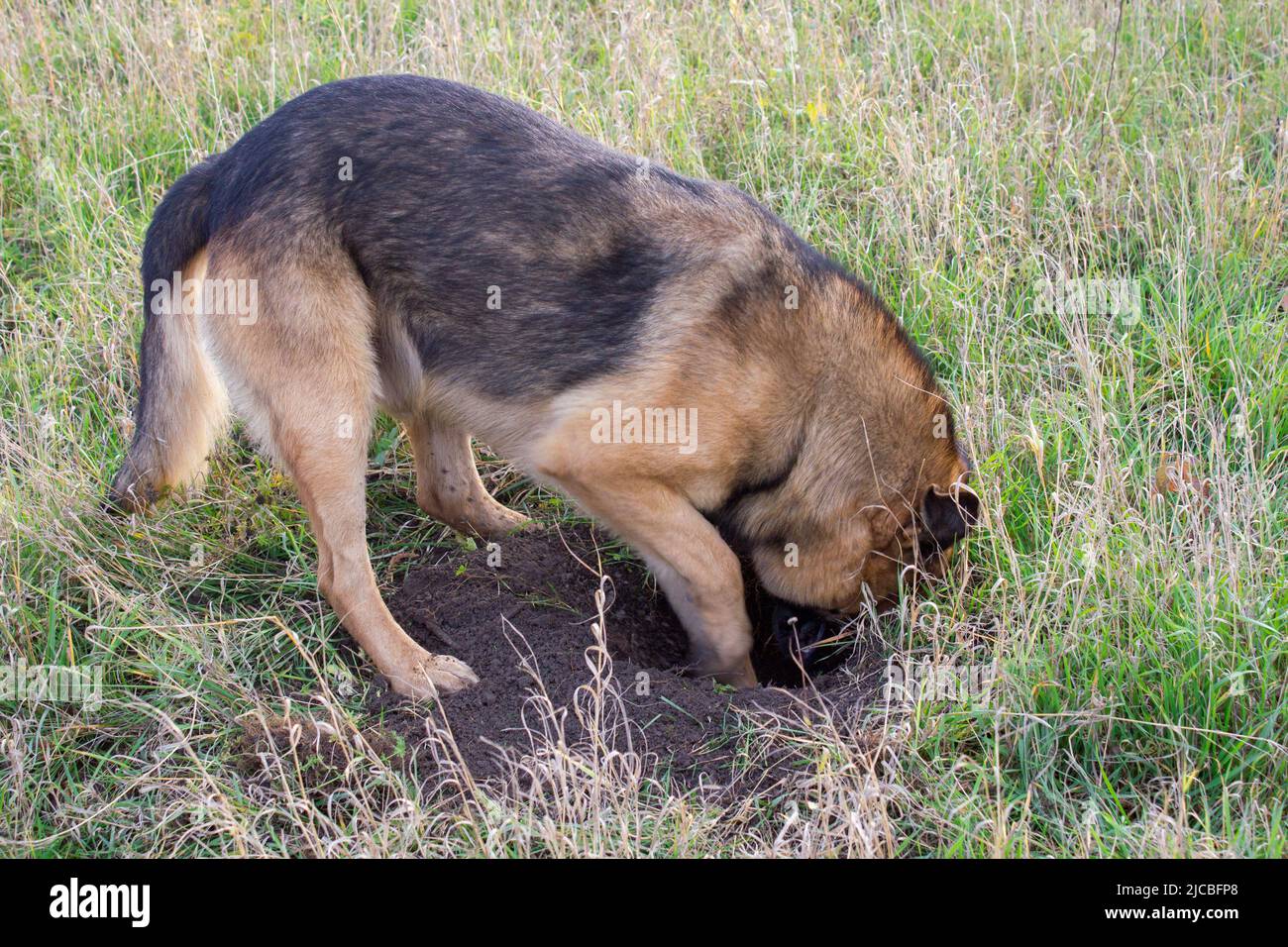 Witziger und dummer Hund gräbt im Freien ein Loch im Gras Stockfoto