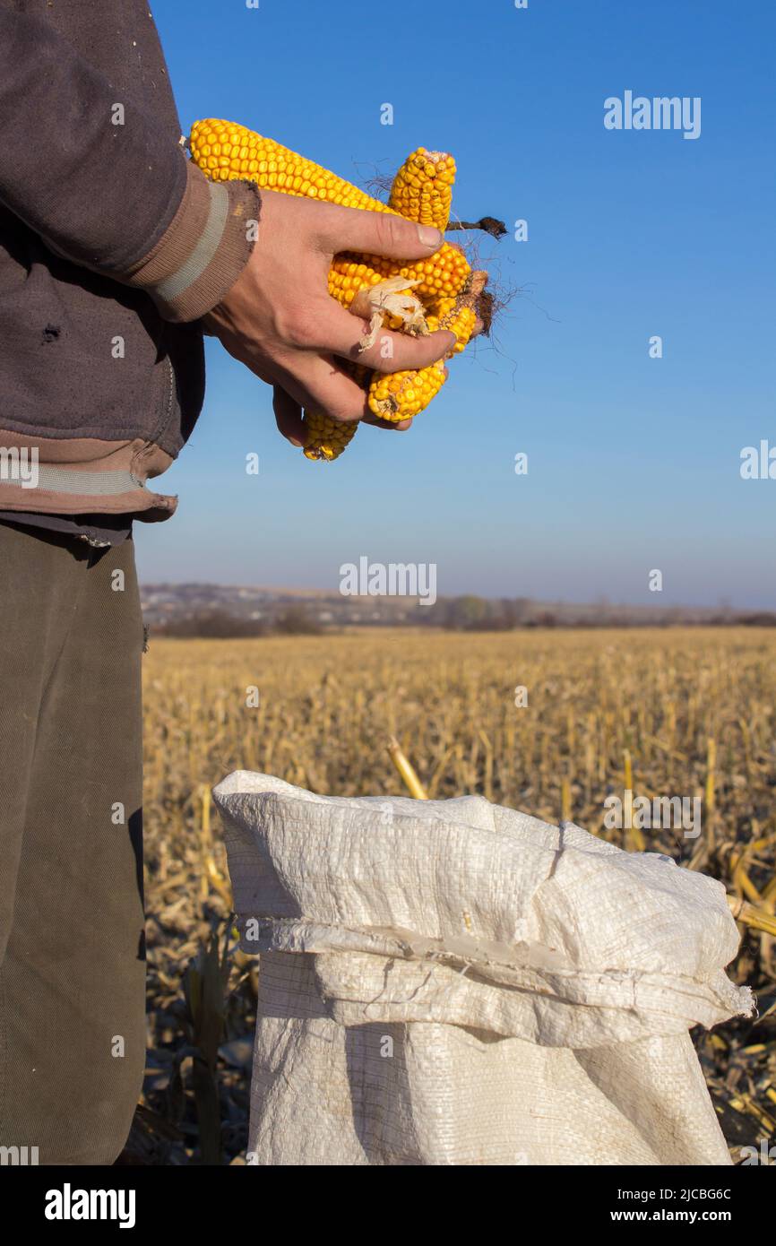 Sammeln Sie die Ernte von Mais in einem Sack auf dem Feld Stockfoto