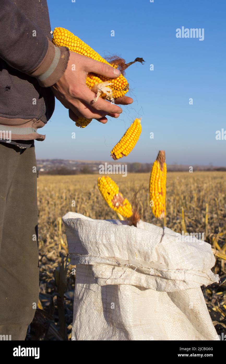 Bauernhände mit Maisernte in einem Sack auf dem Feld Stockfoto