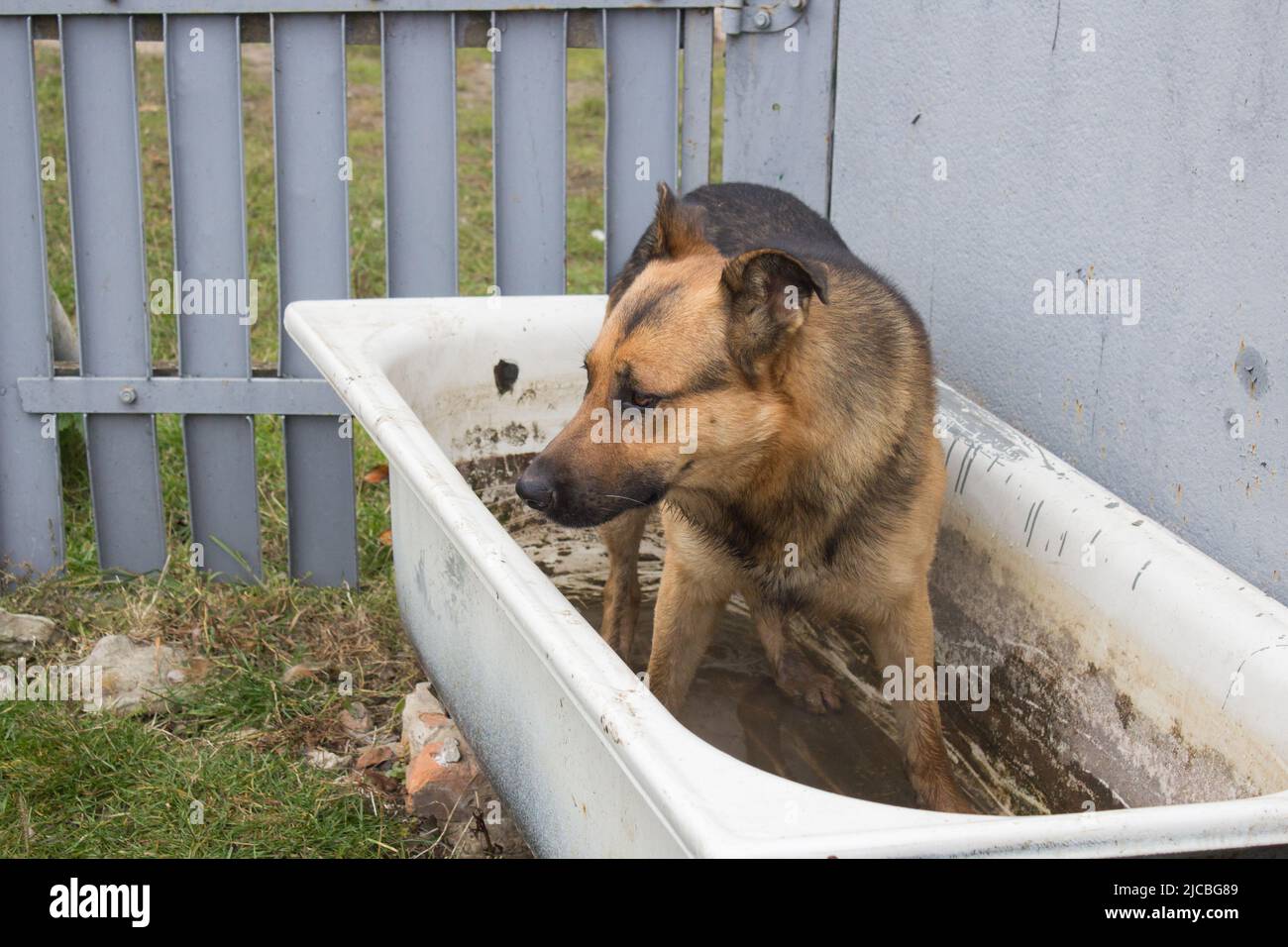 Deutscher Schäferhund sitzt im Badezimmer im Hof Stockfoto