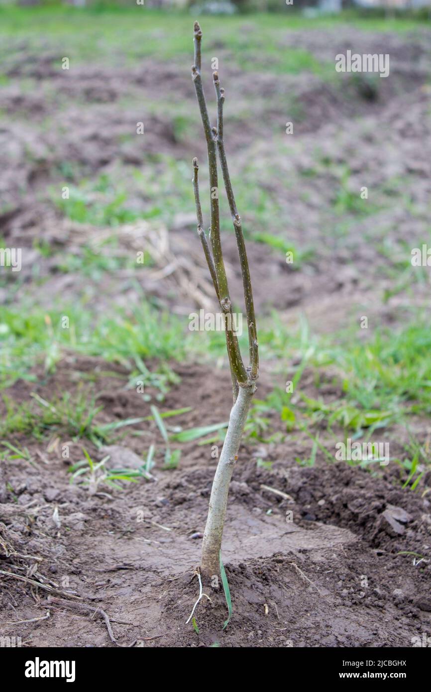 Junge Keimlinge, die in den Boden gepflanzt wurden Stockfoto