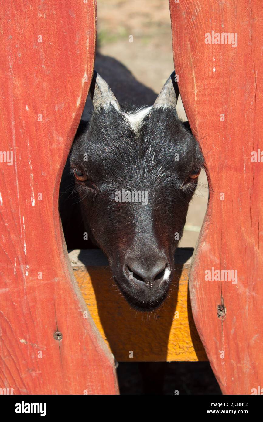 Bauernziegen und eine neugierige junge Ziege, die durch den Zaun gleitenden Kopf schaut Stockfoto