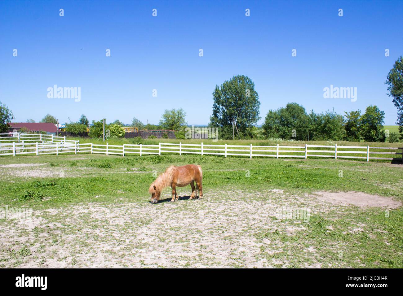 Einsames Pferd grast auf einer Ranch Landschaft Stockfoto