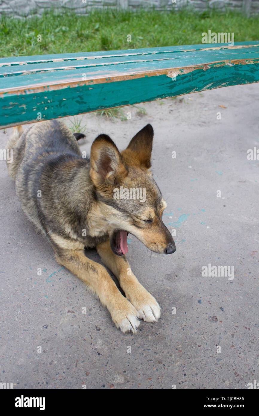Mischlingshund gähnt während einer Bank auf der Straße Stockfoto