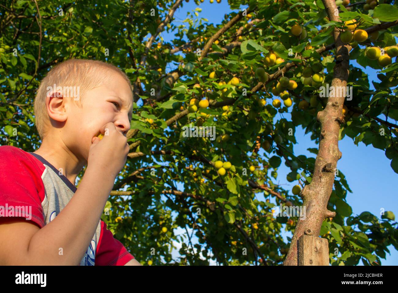 Aprikosen beißen grüne Emotion Junge in der Nähe des Baumes Stockfoto
