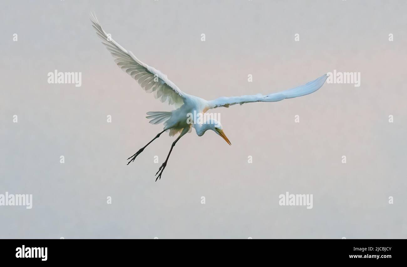 Intermediate Egret (Ardea intermedia) im Flug bei Sonnenaufgang, Fogg Dam, Northern Territory, NT, Australien Stockfoto