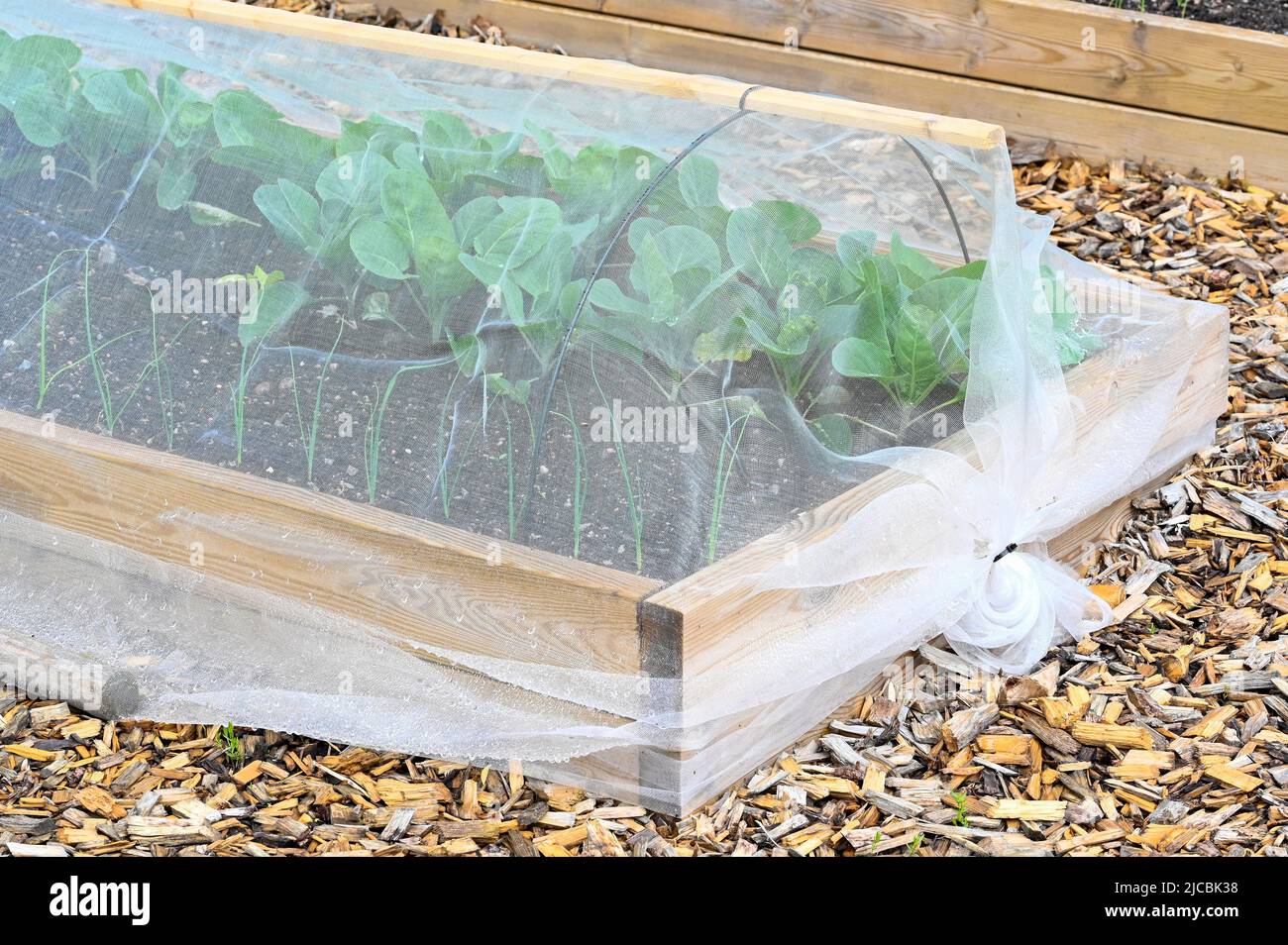 Anbau-Box mit Kohlnetz im Garten bedeckt Stockfoto