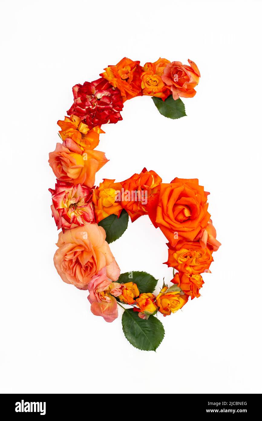Die Nummer sechs besteht aus echten roten, orangefarbenen Rosen, isoliert auf weißem Hintergrund. Stockfoto