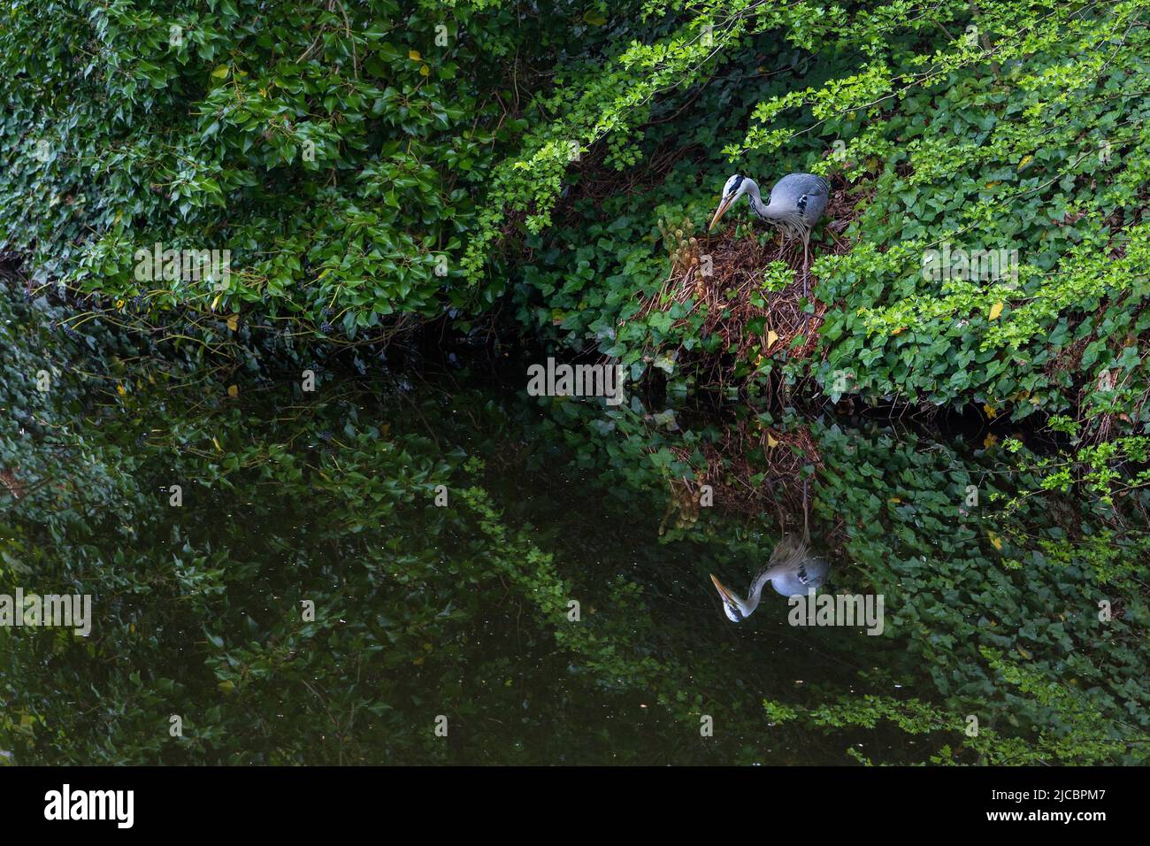 Ein Reiher, der in Stille auf einem Flussufer steht und geduldig darauf wartet, dass ein Fisch in Sicht kommt.Natur und Tierwelt oder Geduld, Tarnkonzept. Stockfoto