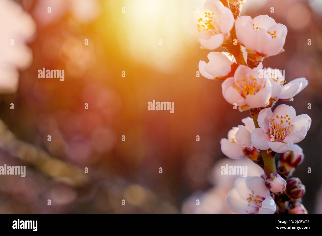 Blumen des Mandelbaums gegen den Sonnenuntergang. Wunderschöne Naturszene mit blühendem Baum und Sonnenstrahlen. Frühlingsblumen. Wunderschönes Orchard. Frühling Stockfoto