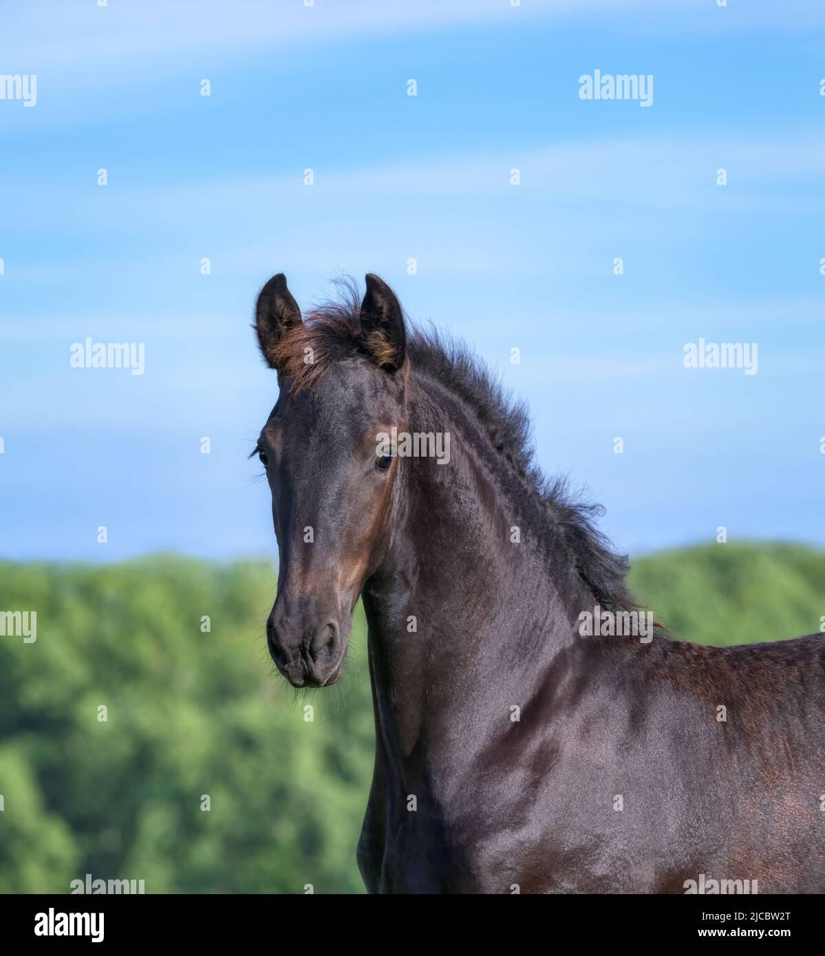 Niedliches 3 Monate altes Fohlen, männliches Barockpferd schwarz, Warmblutpferd Barockstil, stehend auf einer Wiese und die Ohren sind nach vorne gestrichelt, Kopfportrait, Deutschland Stockfoto