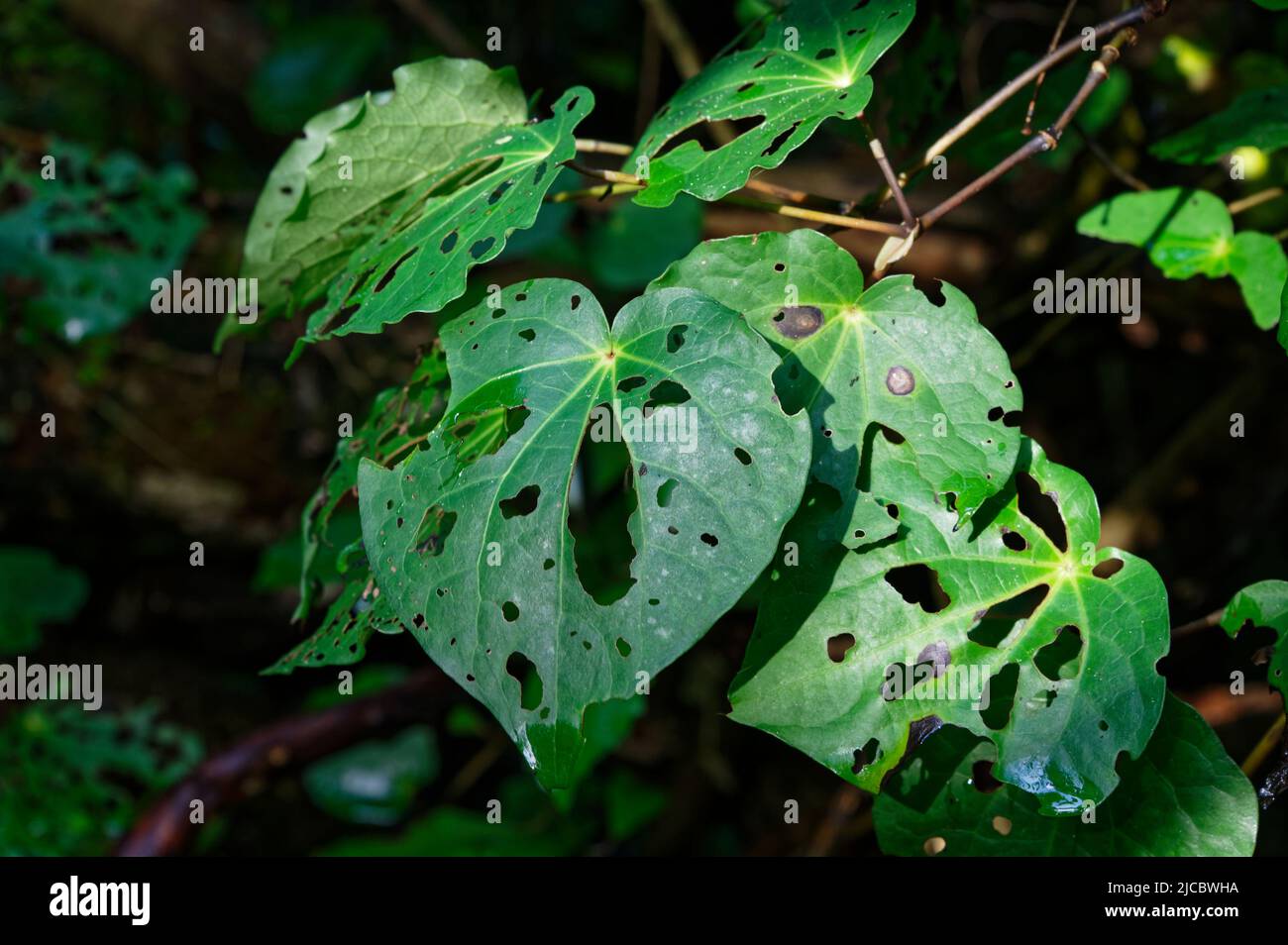 Die Looper Raupe Cleora scriptaria, verursacht die Löcher, die diese kawakawa Blätter bedecken Stockfoto