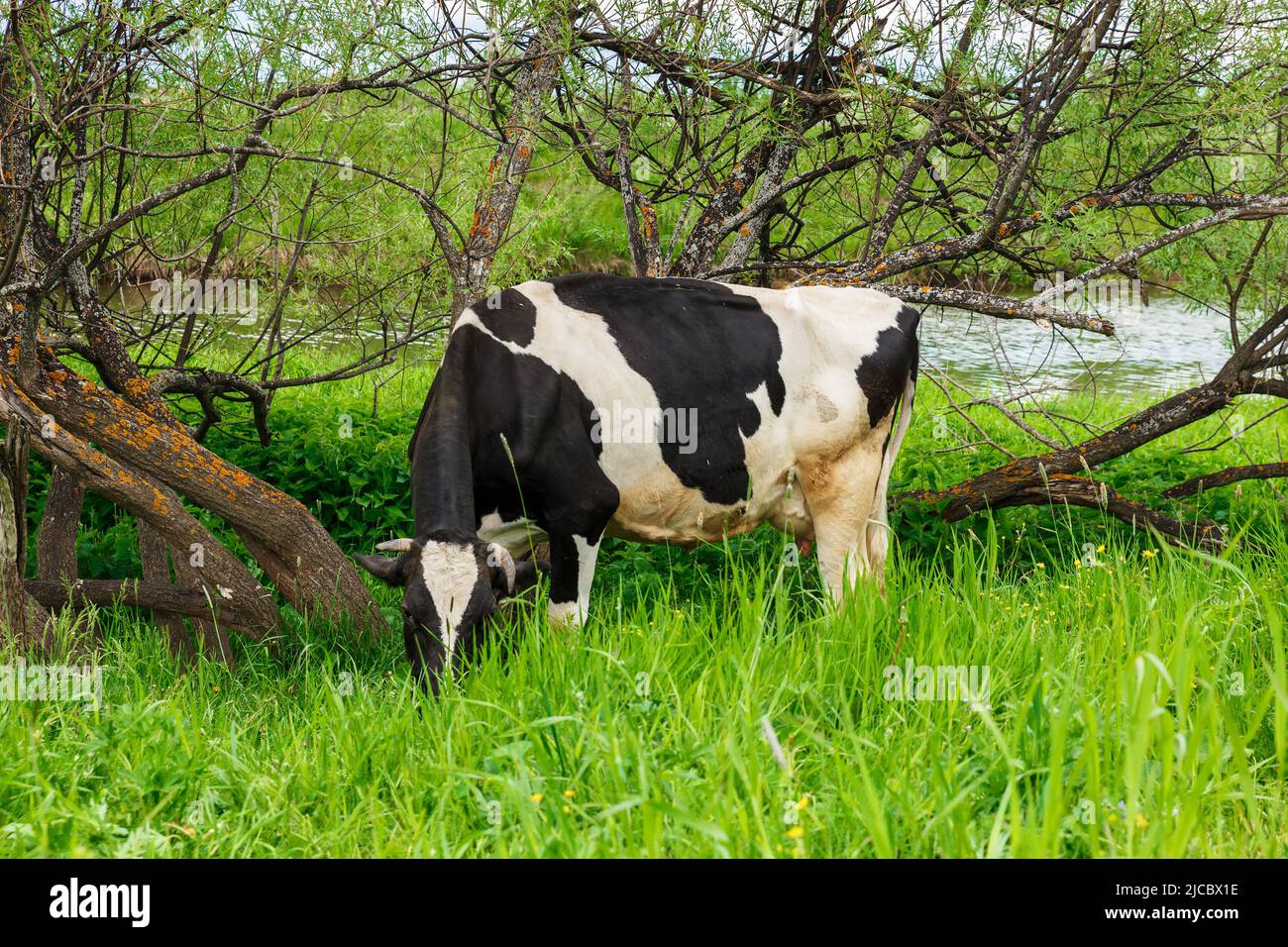 Eine schwarz-weiße Kuh frisst Gras auf einer Weide in der Nähe eines Flusses. Fütterung von Rindern auf Ackerland Grünland Stockfoto