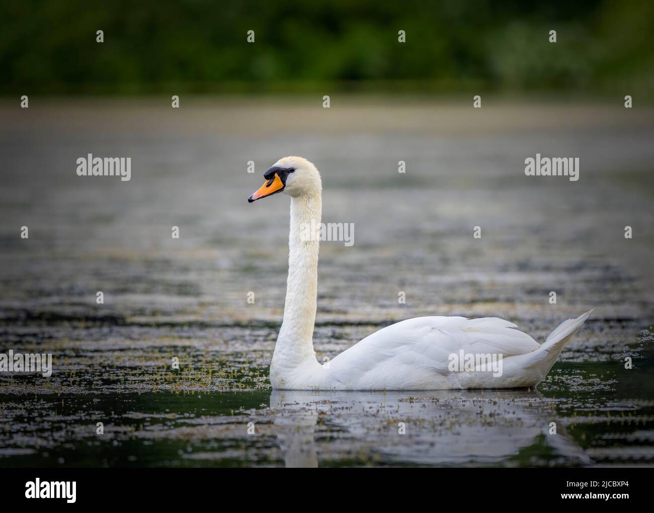 Ein einsamer stummiger Schwan (Cygnus olor) paddelt anmutig auf einem See im Stanley Park, Blackpool, Lancashire, Großbritannien Stockfoto