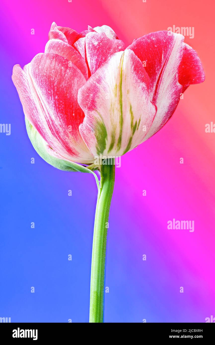 Eine wunderschöne pinkfarbene und weiße Tulpenblume, fotografiert vor einem leuchtend pinkfarbenen und blauen Hintergrund Stockfoto