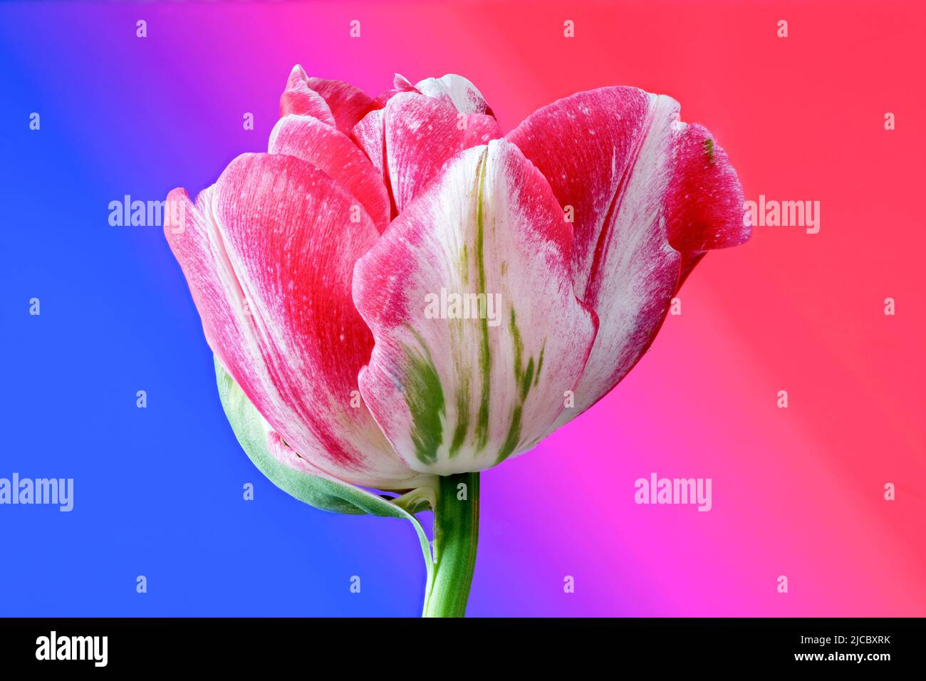 Eine wunderschöne pinkfarbene und weiße Tulpenblume, fotografiert vor einem leuchtend pinkfarbenen und blauen Hintergrund Stockfoto