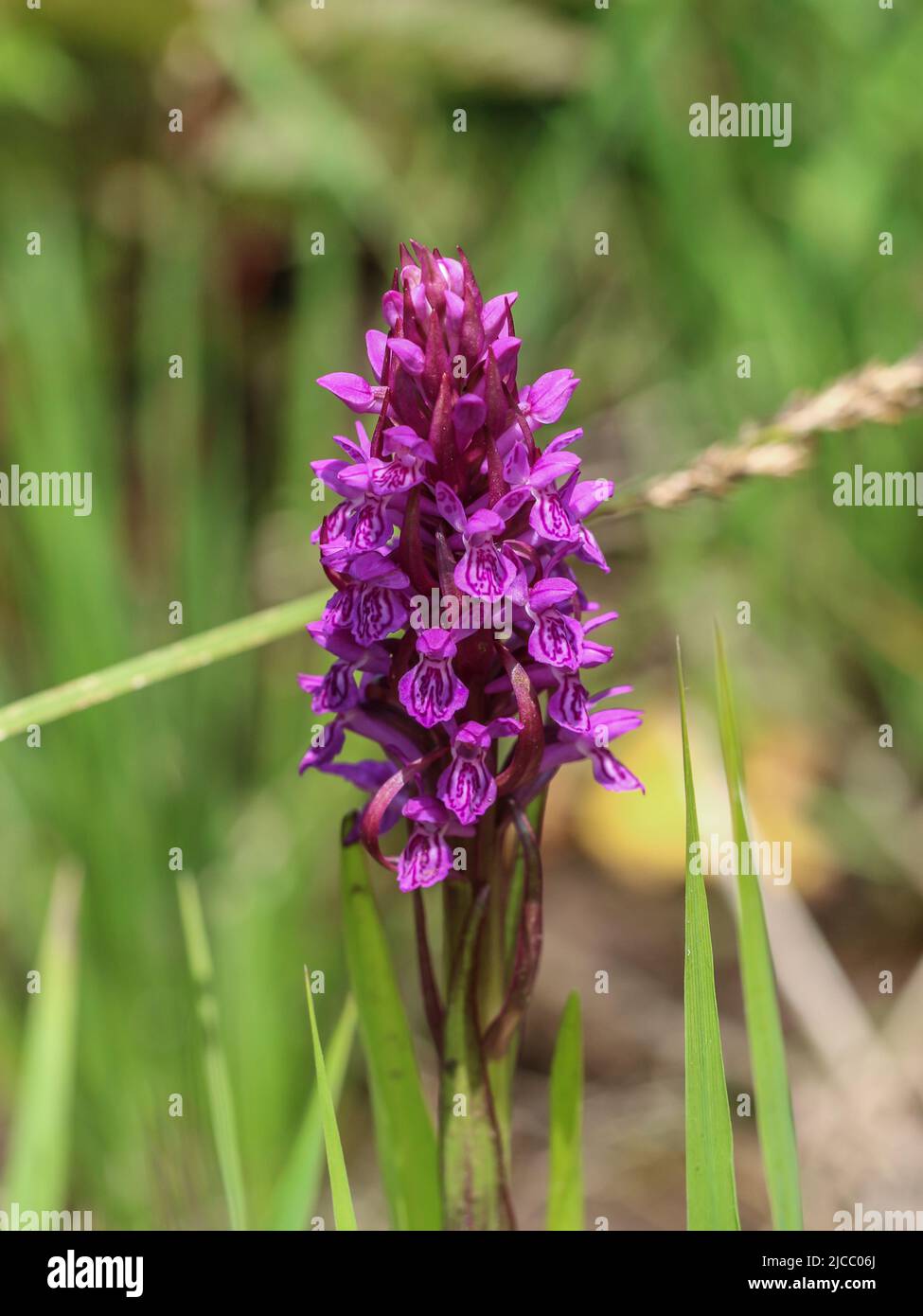 Rosa Blüten der frühen Sumpforchidee, lateinischer Name Dactylorhiza incarnata im Nationalpark Tara in Westserbien Stockfoto