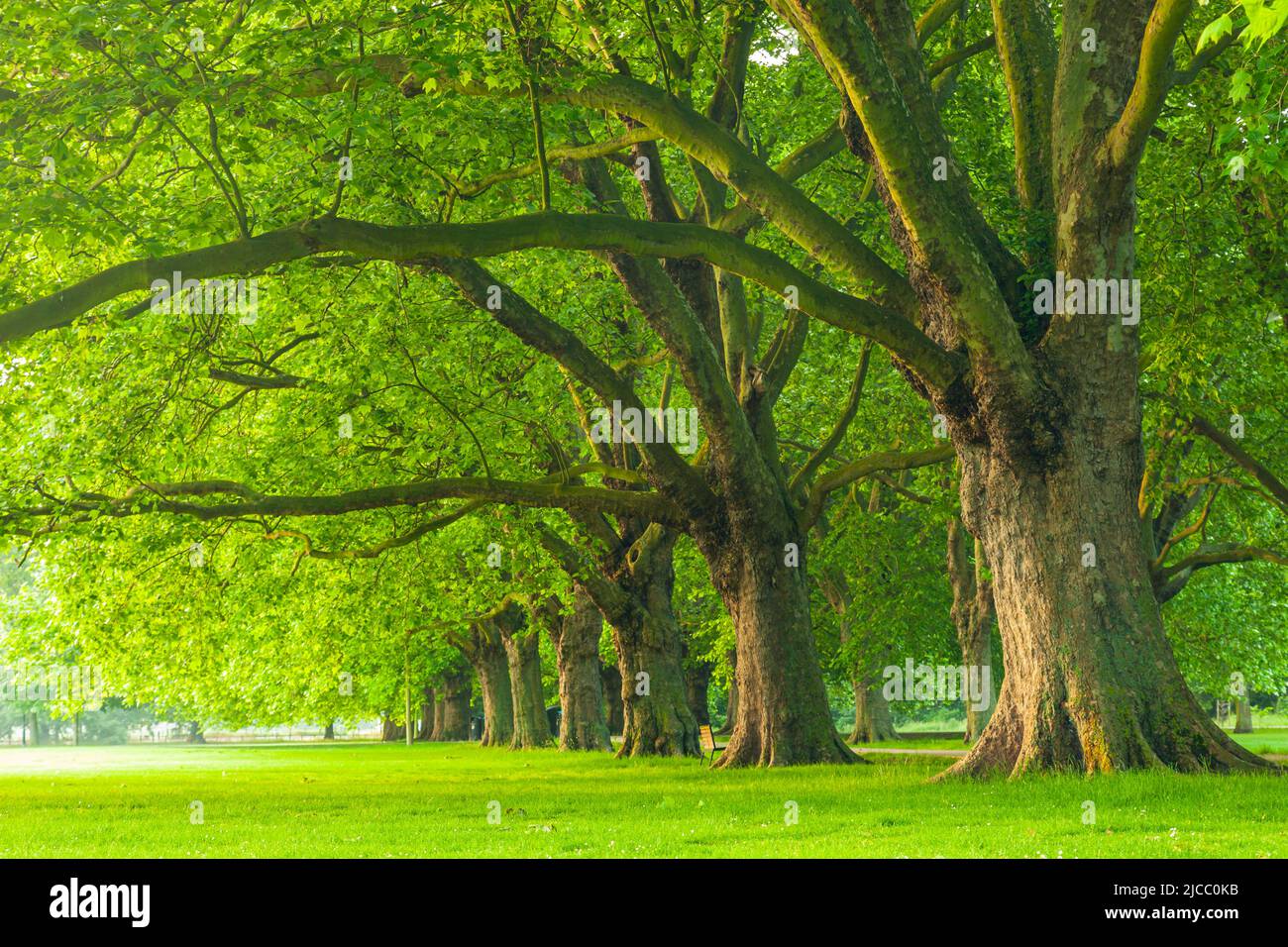 Frühlingsmorgen auf Jesus Green in Cambridge, England. Stockfoto