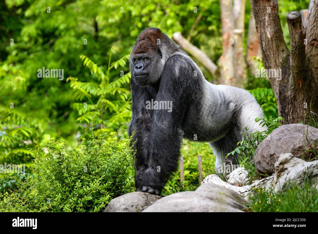 Porträt eines Gorilla (westlicher Tieflandgorilla) Stockfoto