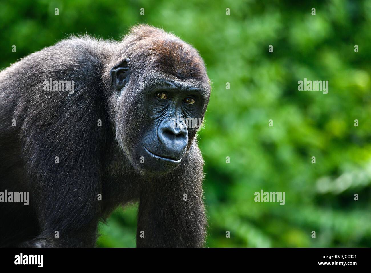 Porträt eines Gorilla (westlicher Tieflandgorilla) Stockfoto