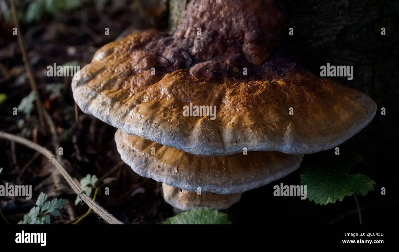 Großer, bunter Pilz auf Baumrinde. Bracket Pilzen (Ganoderma). Stockfoto