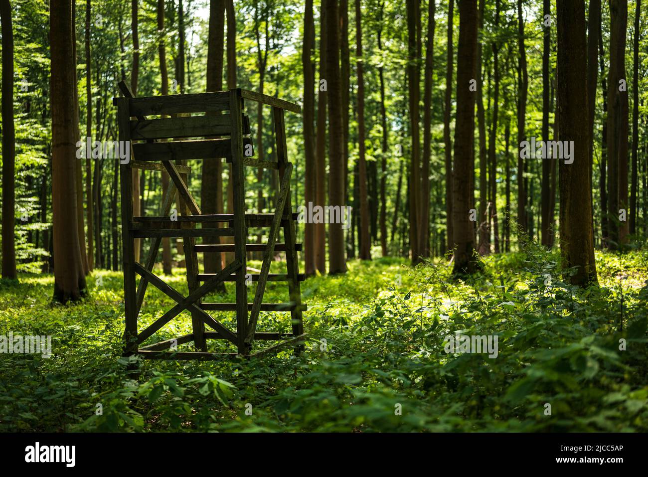 Holzhochsitz (Barsch) für Jäger in einem lichtdurchfluteten grünen Buchenwald, Weserbergland, Deutschland Stockfoto