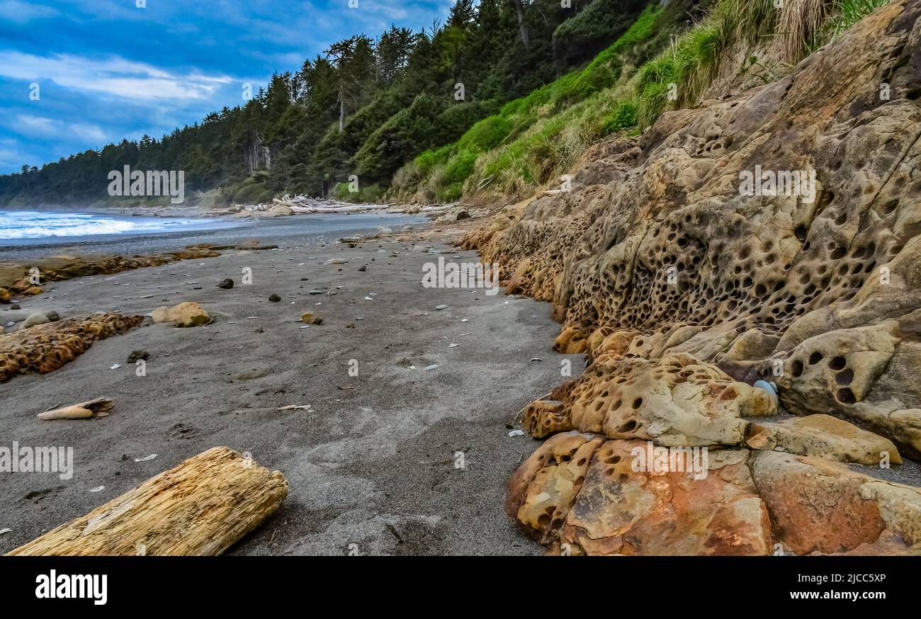 Farbenfrohe Felsen mit Löchern, die beim Bohren von Schalentieren an den Ufern des Pazifischen Ozeans im Olympic National Park, Washington, USA, zu sehen sind Stockfoto