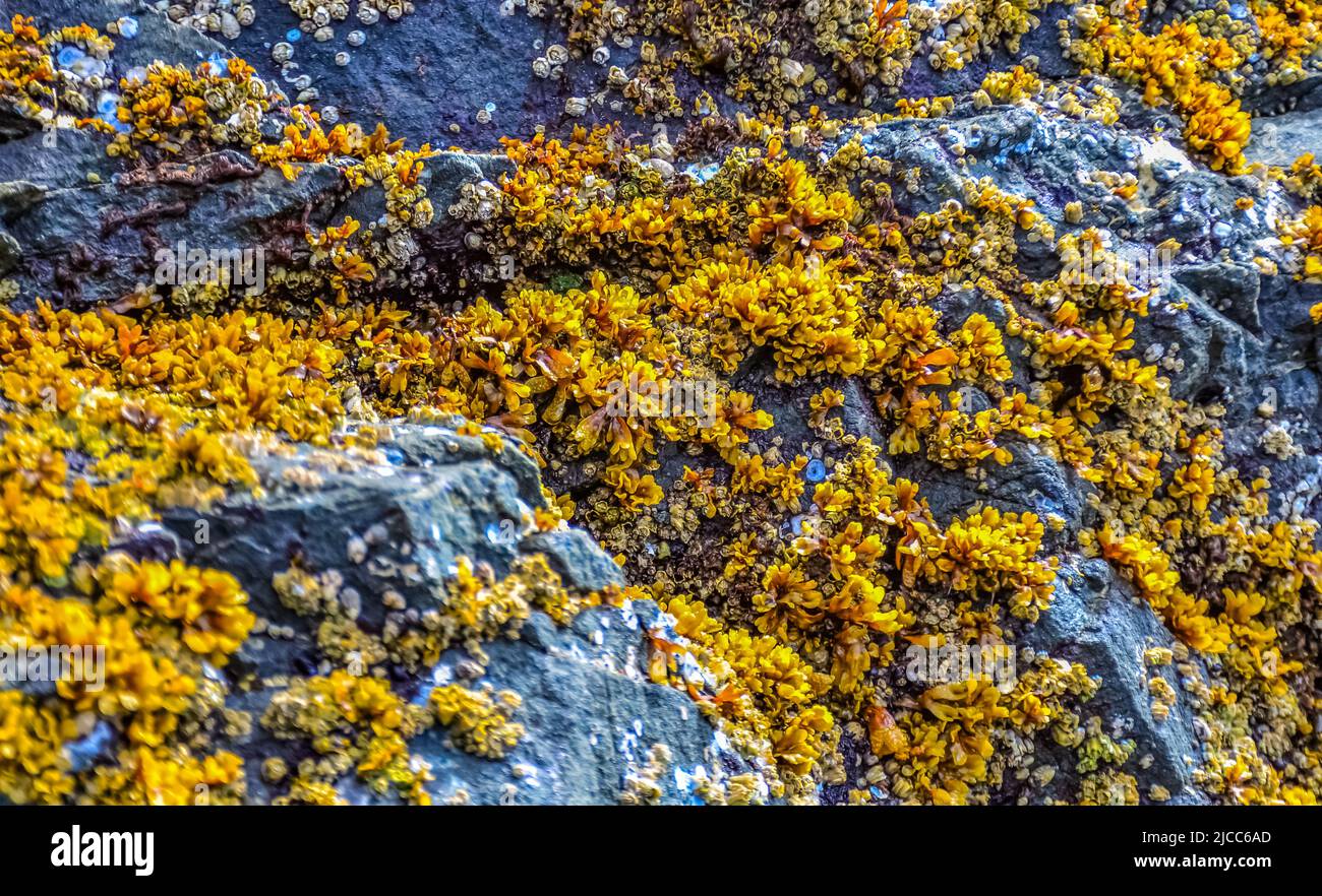Überwuchs durch Wasserorganismen (Balanus) und Algen an Gesteinen am Pazifik im Olympic National Park, Washington, USA Stockfoto