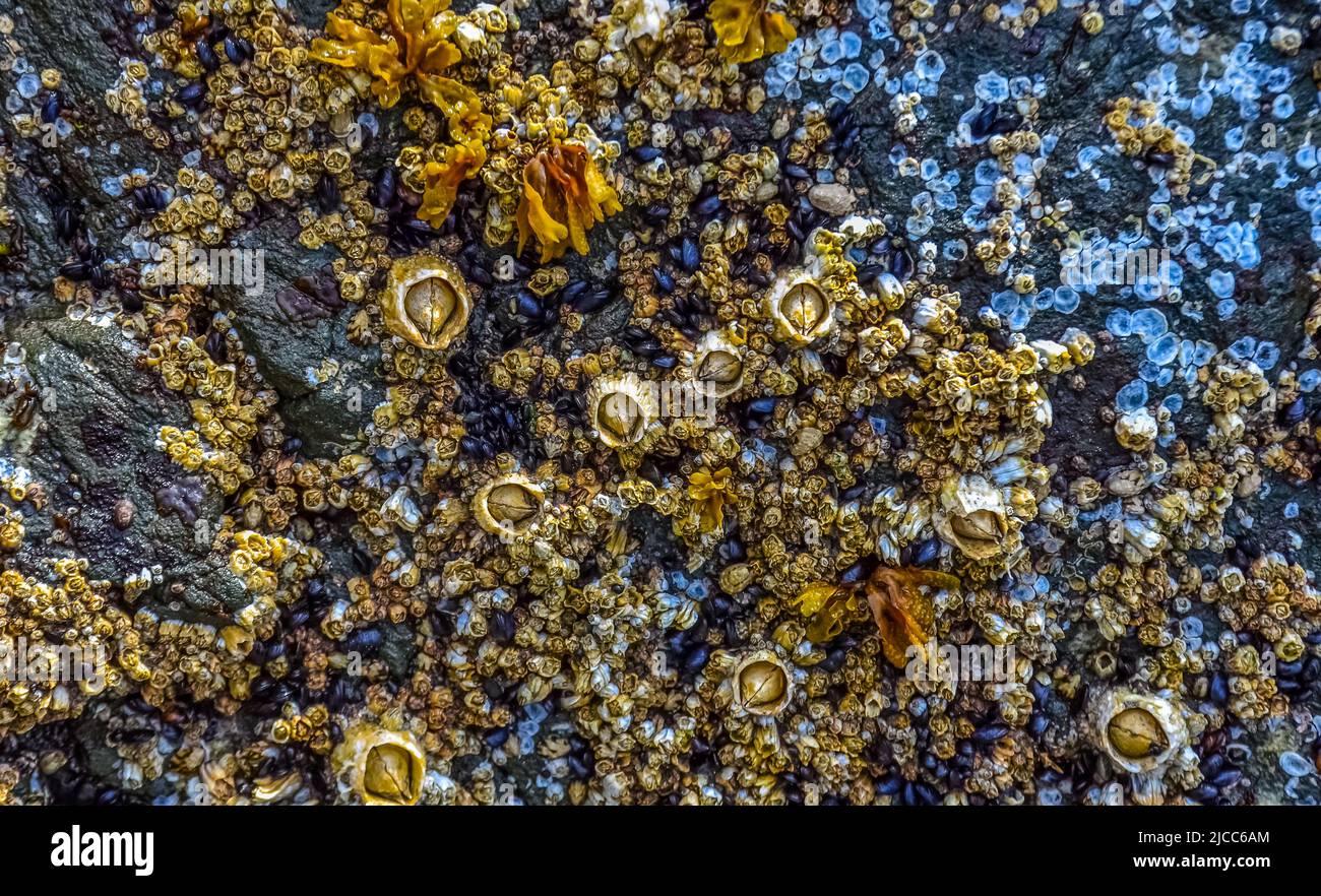 Überwuchs durch Wasserorganismen (Balanus) und Algen an Gesteinen am Pazifik im Olympic National Park, Washington, USA Stockfoto