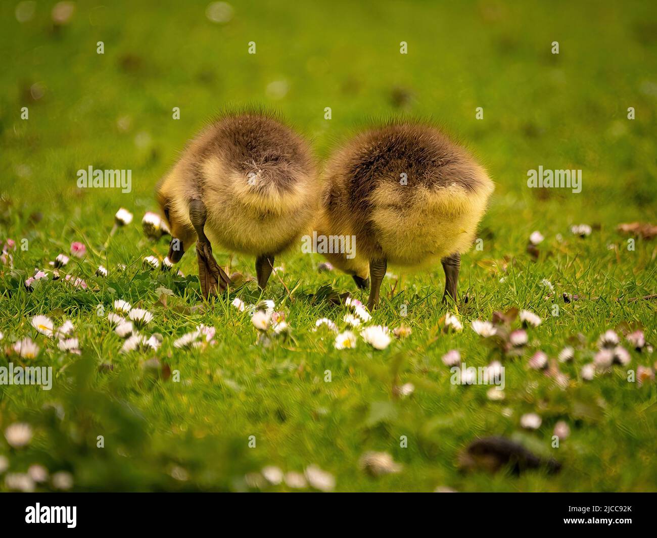 Full Frame Rückansicht, ein Paar niedlicher Baby-Gosling in den Gänseblümchen Stockfoto