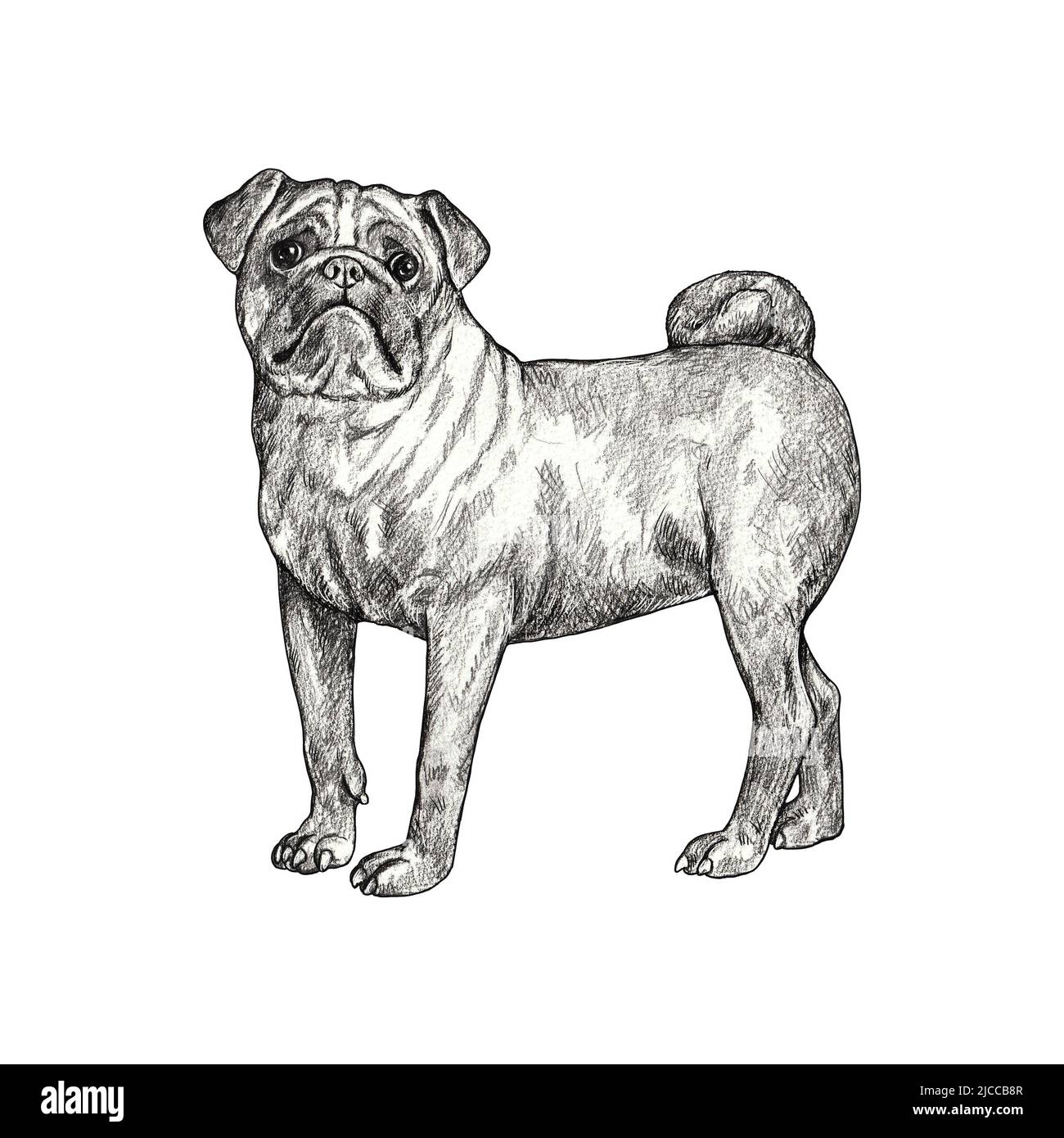 Pug Bleistiftzeichnung. Isolierte Illustration mit einem chinesischen Hund. Stockfoto