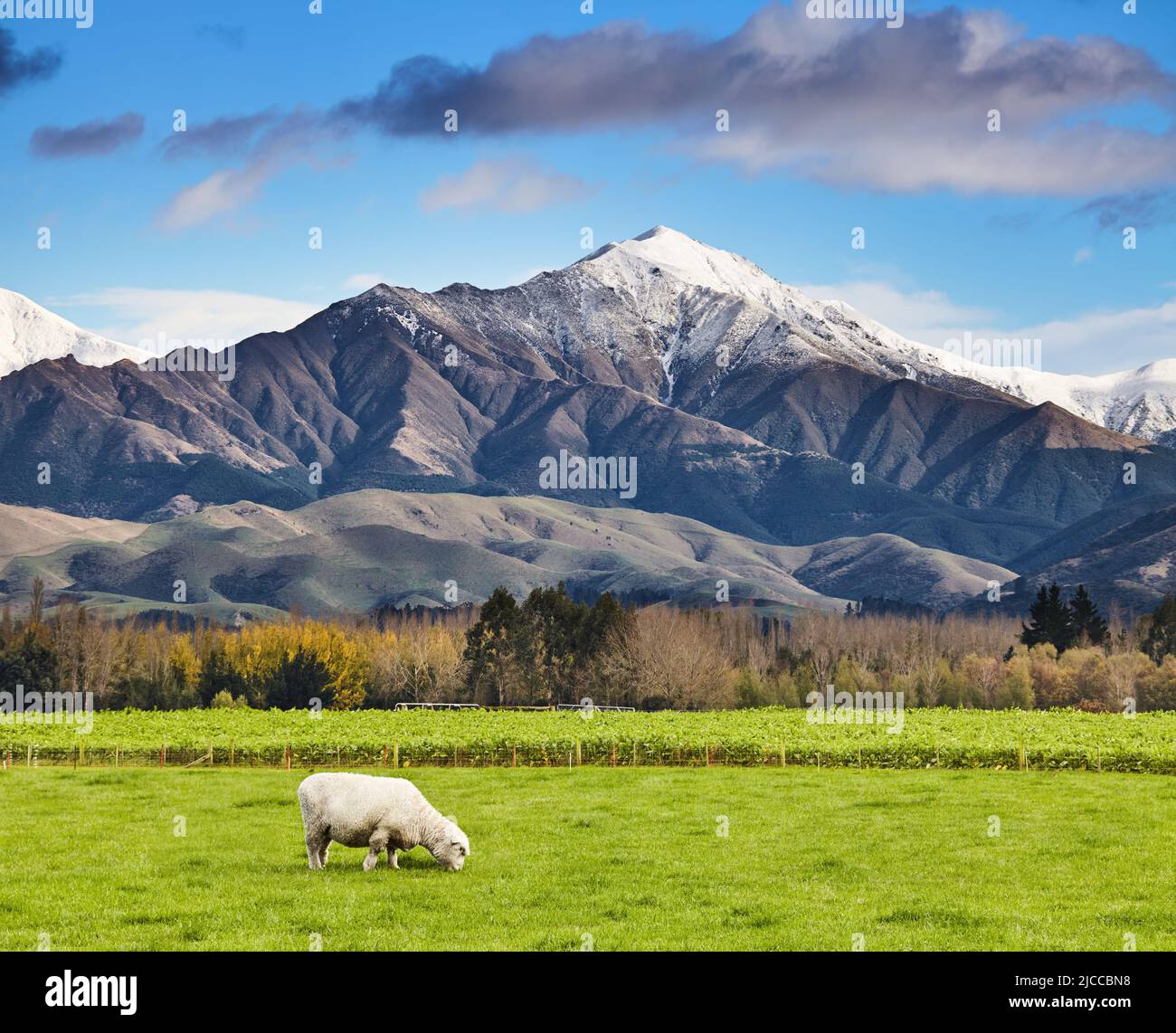 Landschaft mit schneebedeckten Bergen und grünen Feldern mit weidenden Schafen, Südinsel, Neuseeland Stockfoto