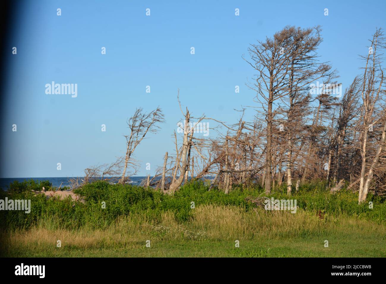 Wind beschädigte Bäume am Cavendish Beach, PEI Stockfoto